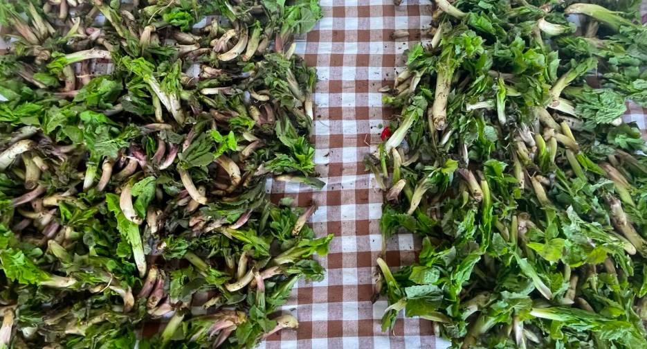 azienda-agricolaca-candotti-11